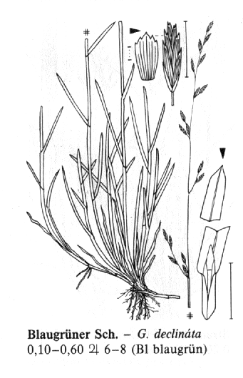 Glyceria declinata zblochan zoubkatý Modrozelené barvy Listy: kápovitá špička Lata: úzká, málo klásků Klásky: