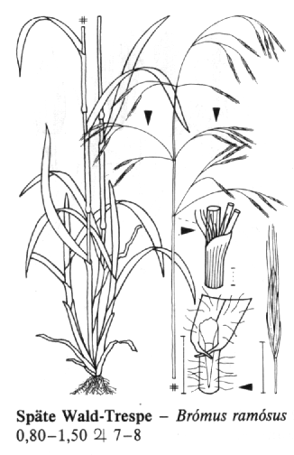 Bromopsis ramosa sveřep větevnatý Bromus ramosus (serotina ) Statná, trsnatá Pochva hor.