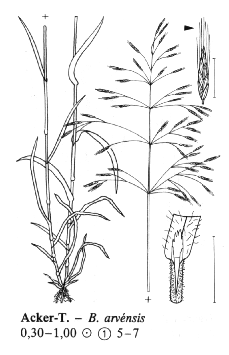 secalinus sveřep stoklasa Bromus arvensis sveřep rolní Plochy listu: