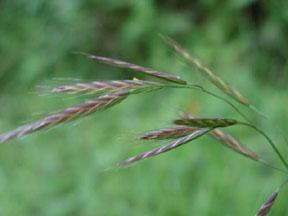 Ceratochloa haenkeana sveřepovka Haenkeova Bromus carinatus (sveřep kýlnatý)