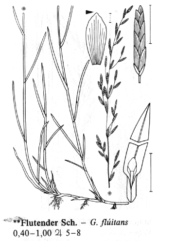 Glyceria fluitans zblochan vzplývavý trávově zelené barvy Listy: dlouhá špička Klásky: : 14 28