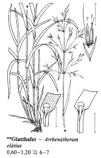 Arrhenatherum