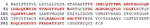 Thaumatin-like protein TLP8: tento protein patří do velké rodiny thaumatin-like proteinů (TLPs), které byly nalezeny v houbách, rostlinách a u živočichů.