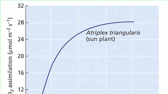 Adaptace a fotosyntetické křivky Stínomilné