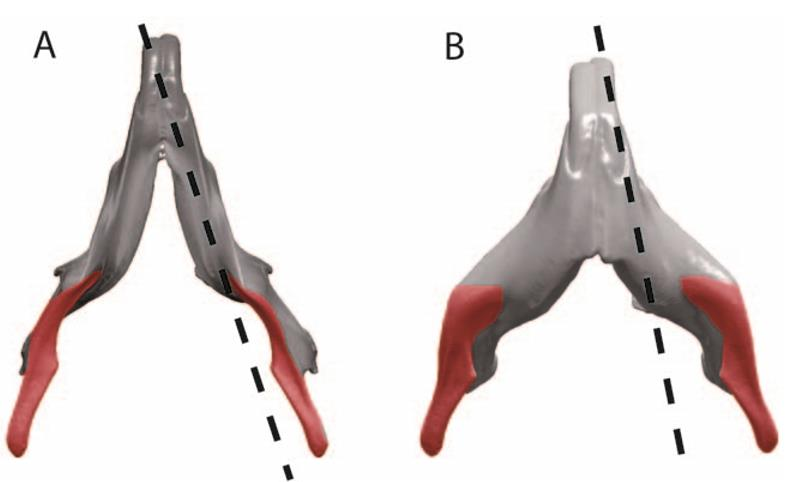 3.5. Typy pohybů čelisti Dolní čelist (mandibula) se u_hlodavců může nacházet ve třech různých pozicích. Těmi jsou odpočinková pozice, kdy dolní řezáky jsou paralelně vedle sebe, tzv.