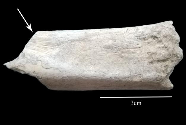 2) R02 Ohryz byl pozorován po celém povrchu úlomku kosti, proto nebylo možno zaznamenat stupeň zvětrání.