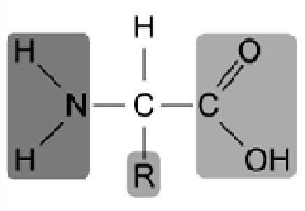 Metabolismus Aminokyseliny, proteiny, enzymy Základy lékařské chemie a biochemie 2013/2014 Ing.