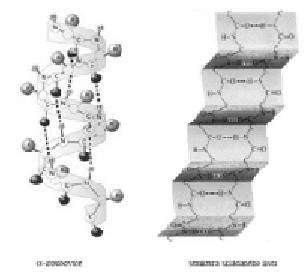 Nejčastějšími typy je struktura alfa-helix (šroubovice) a beta- skládaný list.