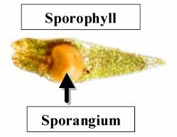 Výtrusnice (sporangia)