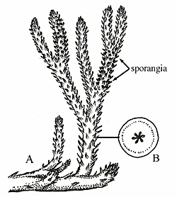 Drepanophycus spinaeformis spodnodevonský, stonek až 4 cm silný, vysoký asi 50 cm.