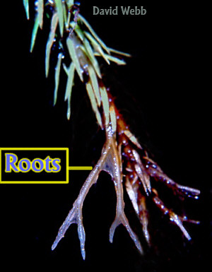 Čel. Lycopodiaceae (plavuňovité) - 2 Kořeny jednoduché nebo