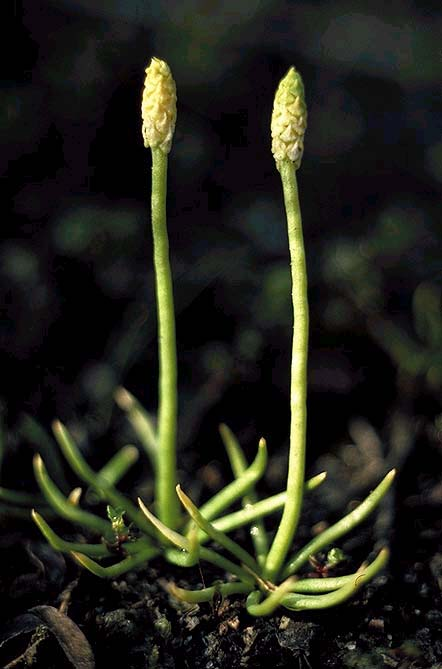 Řád Phylloglossales jediná čeleď, jediný druh Phylloglossum drumondii, rostoucím v Austrálii, na Tasmánii a na Novém Zélandu.