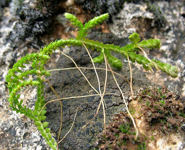 orientované rhizofory (kořenonoši).