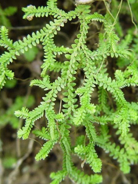 Rod vranečka (Lycopodioides) listy ve 4 řadách zahrnuje asi 600 druhů rozšířených převážně v tropech a subtropech U nás pouze velmi