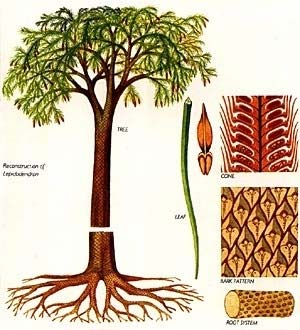 Nejznámější Lepidodendron - až 50 m výšky, s korunou tvořenou vidličnatě větvenými větvemi.