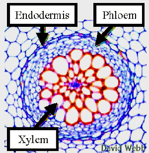 Diferenciace xylemu v kořeni a ve stonku Kořen plavuní: protoxylem je