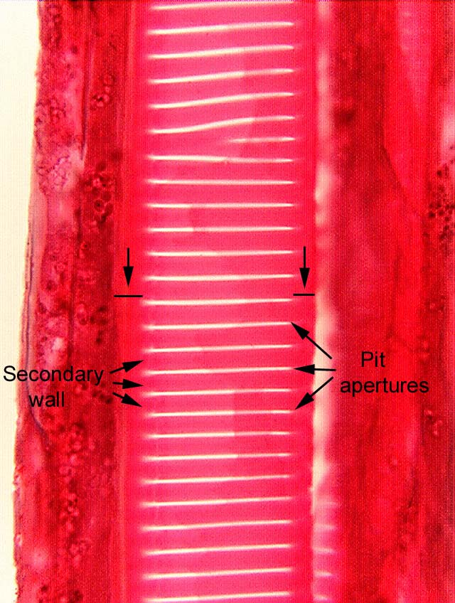 Because the tracheids are so narrow, the scalariform pit apertures cannot be really wide,