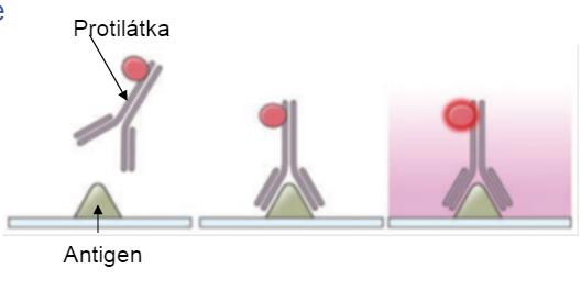 3. Blokace nespecifických vazebných míst Inkubací neimunních sér s místy s tendencí k vazbě proteinu se předchází vzniku nespecifických vazeb primárních a sekundárních protilátek. 4.