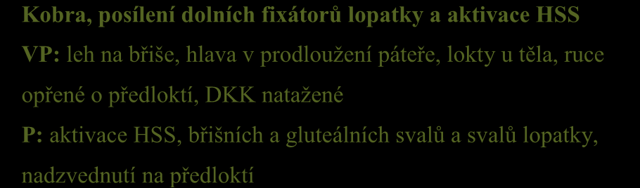 Kobra, posílení dolních fixátorů lopatky