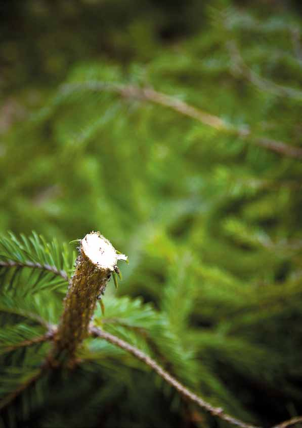 Nářadí do lesa Zpracování dřeva Nářadí do lesa Lesnické nářadí Fiskars je navrženo na manipulaci s poraženými