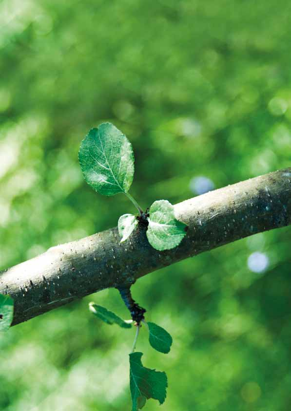 Nůžky na silné větve Nástroje na stříhání Nůžky na silné větve Dvouruční nůžky Fiskars jsou vhodné pro všechny druhy stříhání na zahradě až do průměru větví 50 mm.