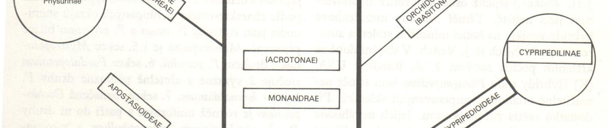 Obr.1: Schéma členění čeledi Orchidaceae Dušek, Křístek (1986) 1 upraveno Schéma