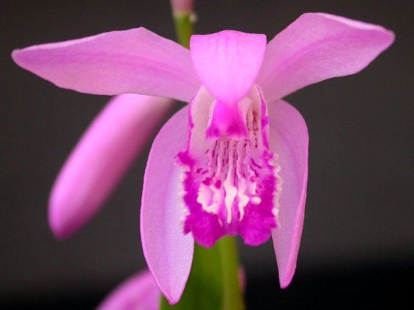 2. Literární přehled 2.1. Taxonomické zařazení zkoumaných taxonů Bletilla striata?