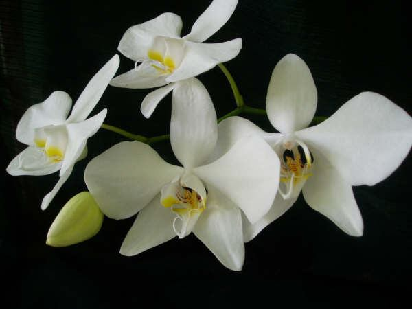 Phalaenopsis amabilis?