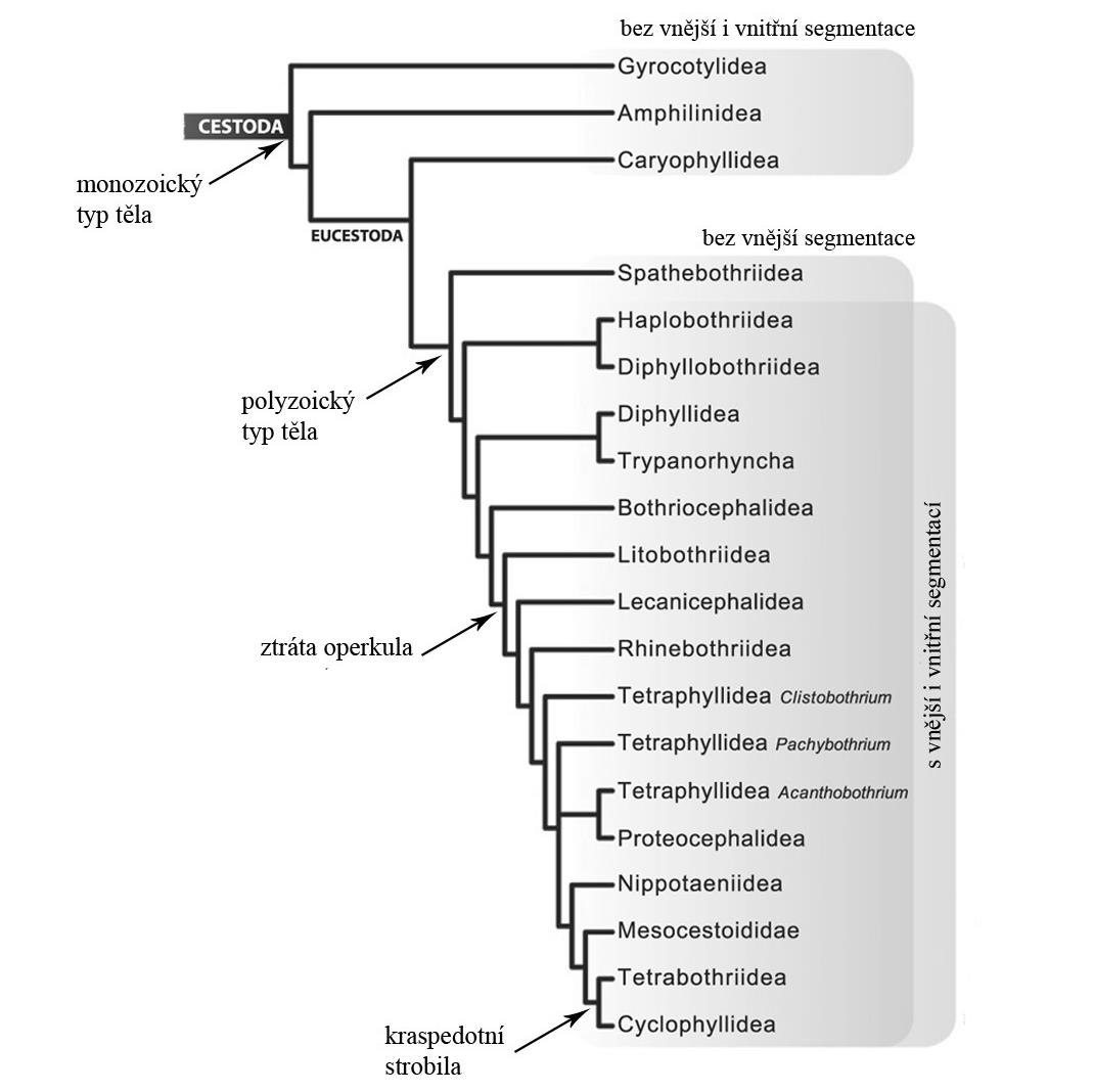 (mtdna) a ribozomálních (lsrdna + ssrdna) genů vyplývá, že řád Caryophyllidea je sesterskou skupinou k řádu Spathebothriidea a ke zbývajícím zástupcům skupiny Eucestoda.