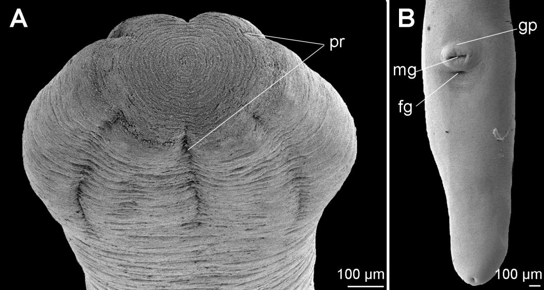 Obr. 16. Mikrofotografie Monobothrium wageneri ze skenovacího elektronového mikroskopu. A detail skolexu, subapikální pohled; B zadní část.