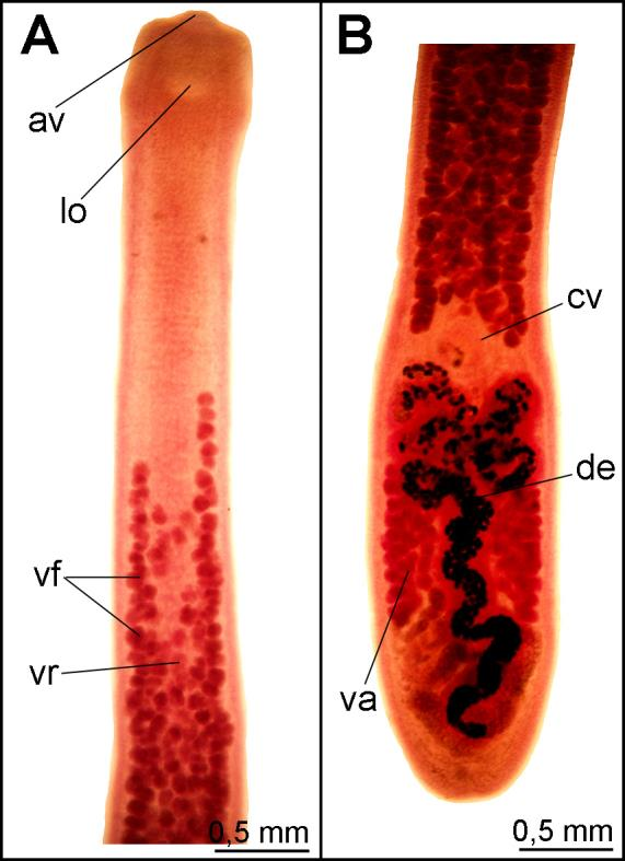 88 µm (n = 8), 1,8 2,2 mm (n = 2) vzdálené od předního konce těla. Postovariální vitelária chybějí.