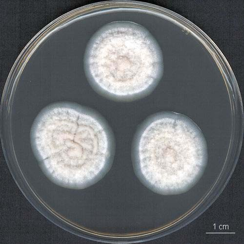 Aspergillus