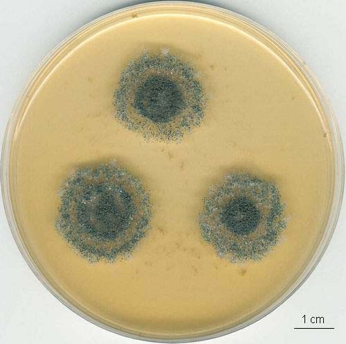 Aspergillus