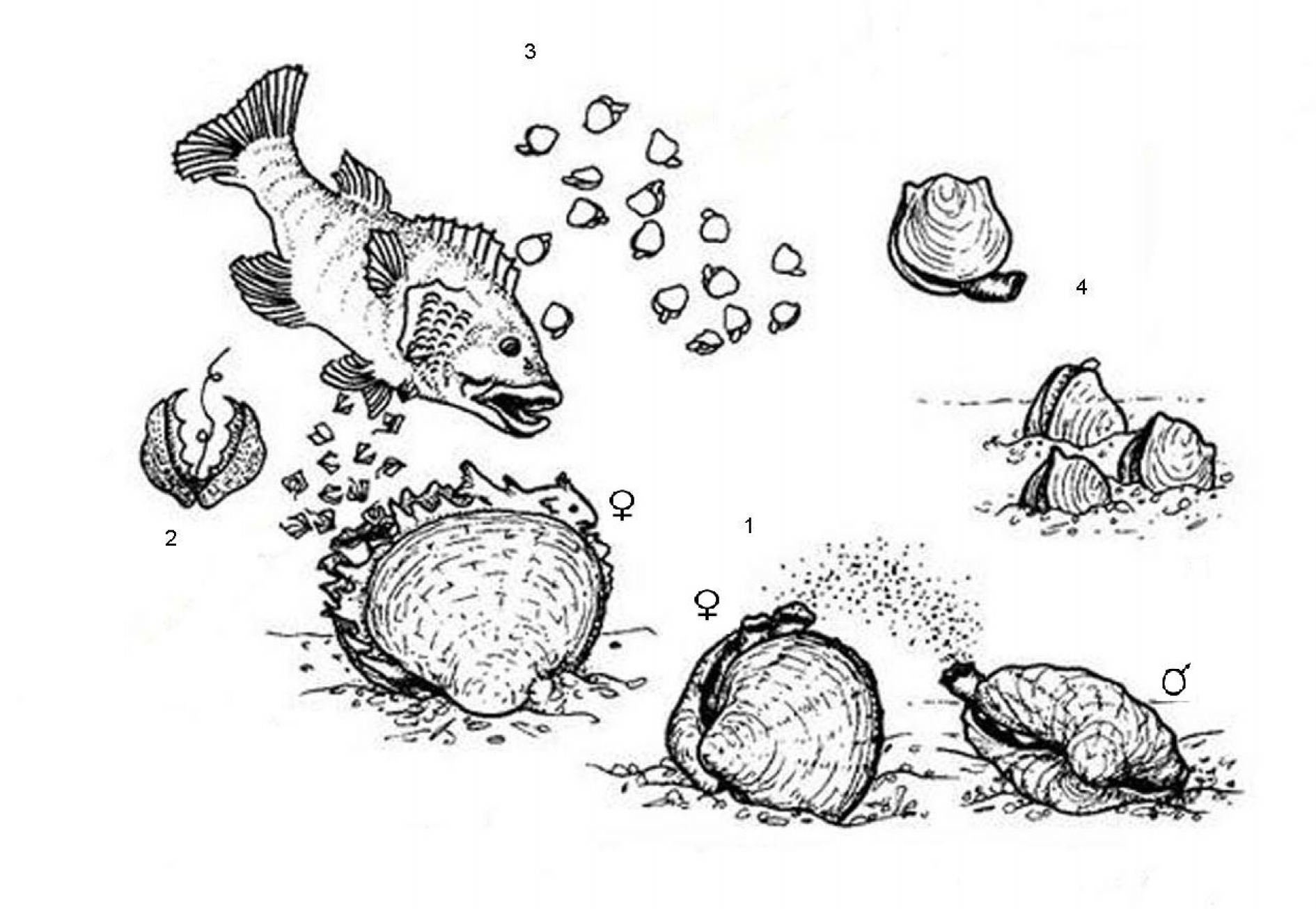 5 (Beran1998). Po dokončení embryonálního vývoje v žábrách gravidní samice (Schwartz a imock 2001) jsou glochidia uvolňována ve skupinách do volné vody.