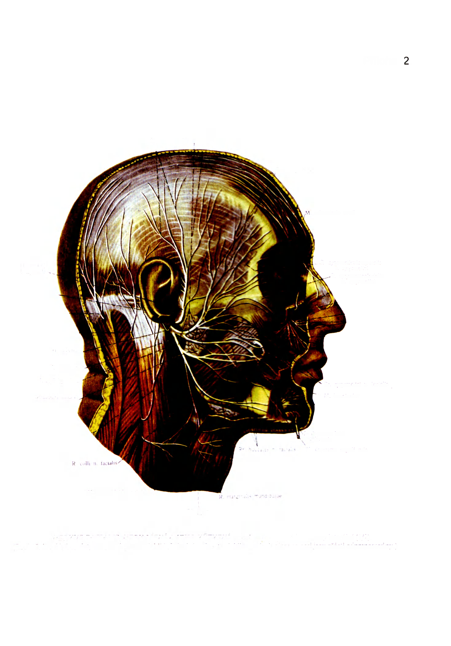 Příloha 8a. Plexus parotideus Rr temporalis orbicularis ocitli N aunculotempnraiis R /уgomalк «temporalis n zygomatic! R zygomaticofacial!