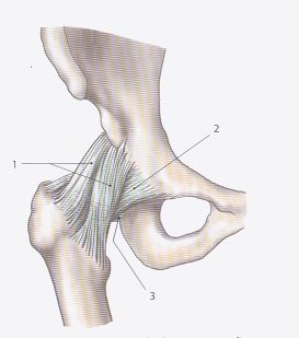 uložena extraartikulárně (Petrovický et al., 2001). Kloubní pouzdro zesílují ligament, která se od pouzdra i od sebe navzájem preparačně obtížně oddělují (Obr. 2). Obr.