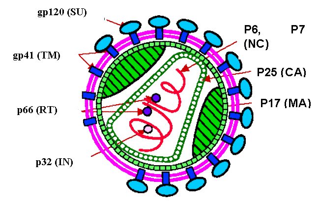 Sledované markery - proteiny