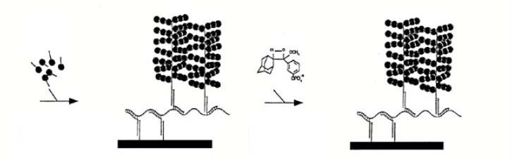 Hybridizační metoda (bdna) Versant HIV-1 RNA Assay (Bayer,Tarrytown, NY) cdna cílové sondy hybridizace