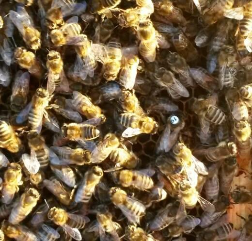 Matka Včela, která se stane takzvanou včelí královnou, se jí rovnou nezrodí. O tom, zda se jí stane, rozhodují dělnice. Ty postaví velkou buňku, které se říká mateří miska.