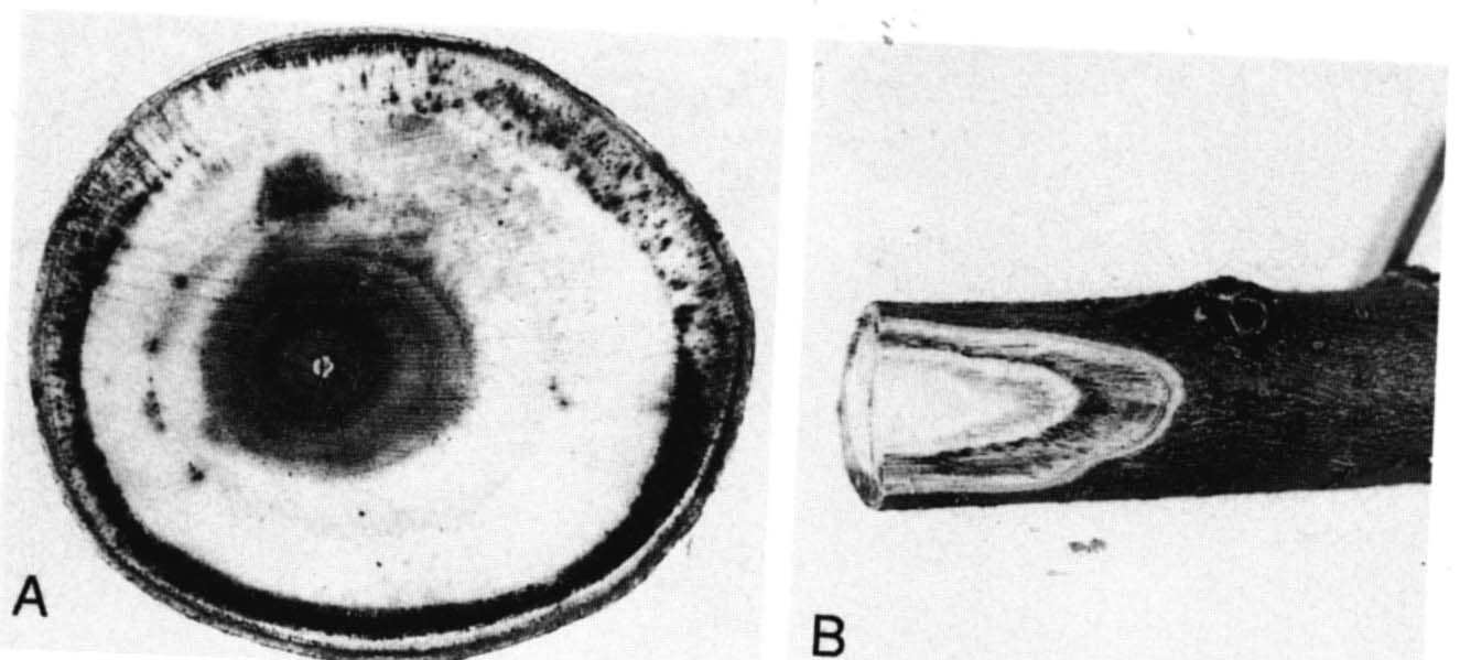 Fusarium