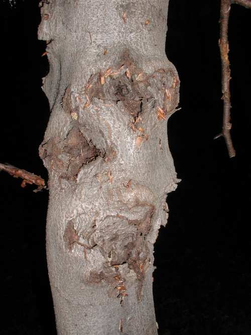 Nectria