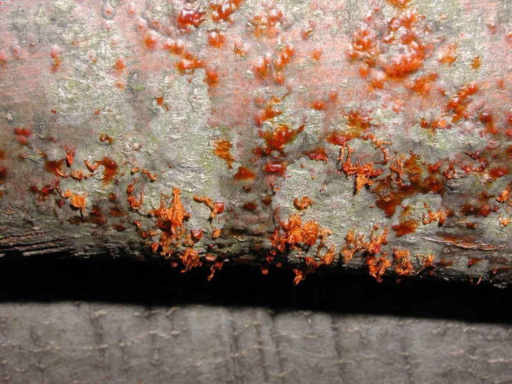 Cytospora