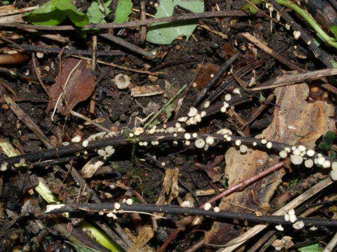 Chalara fraxinea = Hymenoscyphus fraxineus https://www.