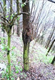 Eutypella