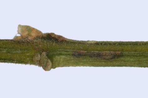 Cylindrocladium
