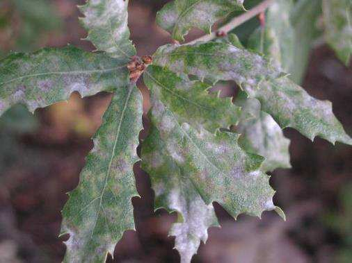 Microsphaera alphitoides var. alphitoides oak powdery mildew Asia, N. America, S.
