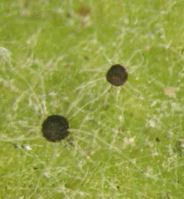 Erysiphe