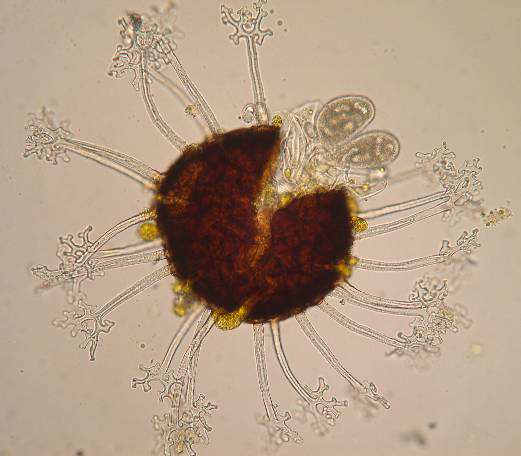 Erysiphe