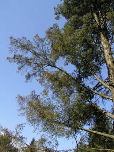 Rhabdocline pseudotsugae Rhabdocline pseudotsugae R.