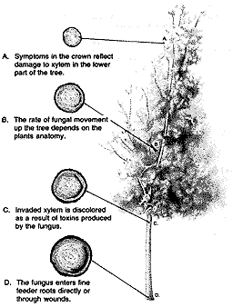 Verticillium dahliae